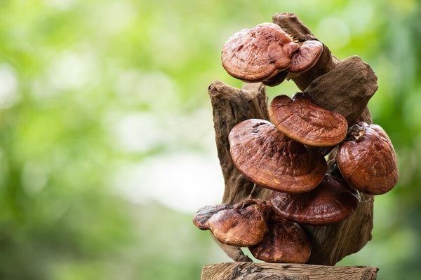 The Benefits of Reishi Mushroom and How to Use It.